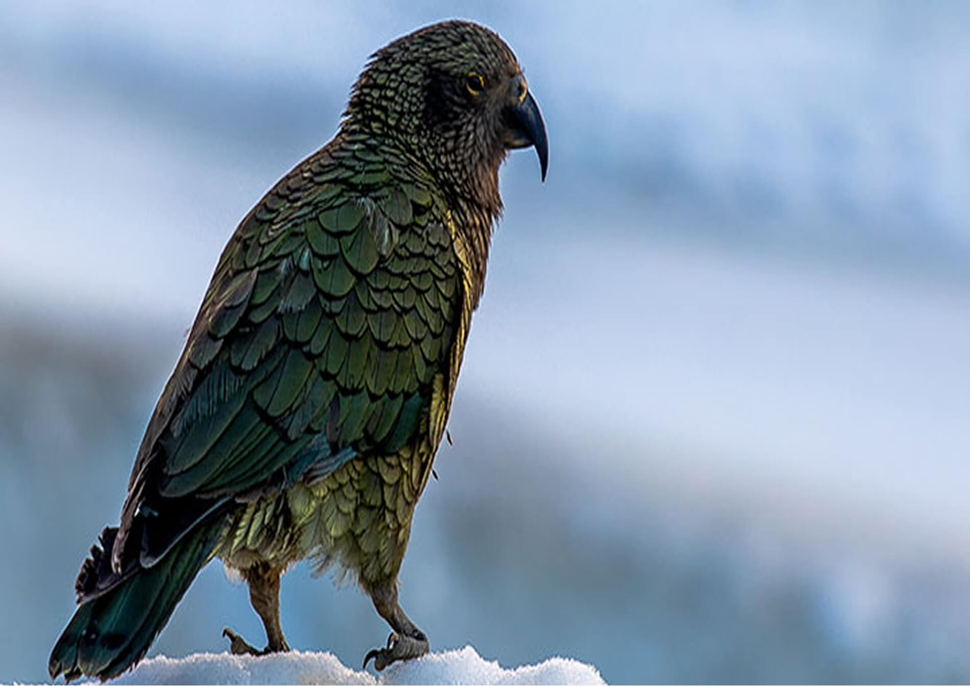 Green-feathered bird with dark beak standing on snow against a blurred blue-gray background.