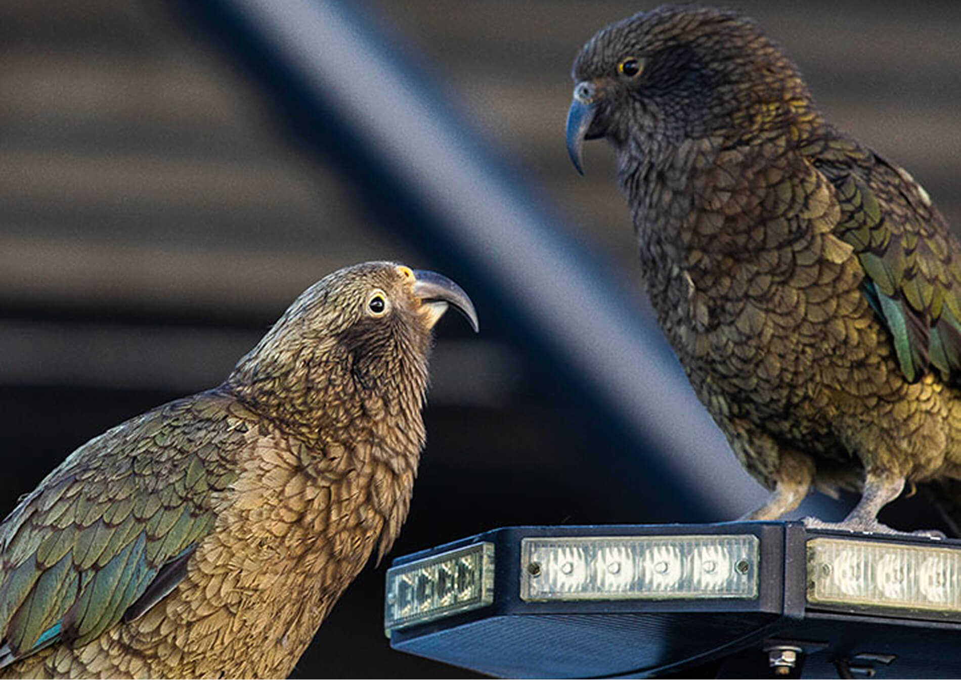 Two Kea parrots facing each other perched on a black platform with LED lights.