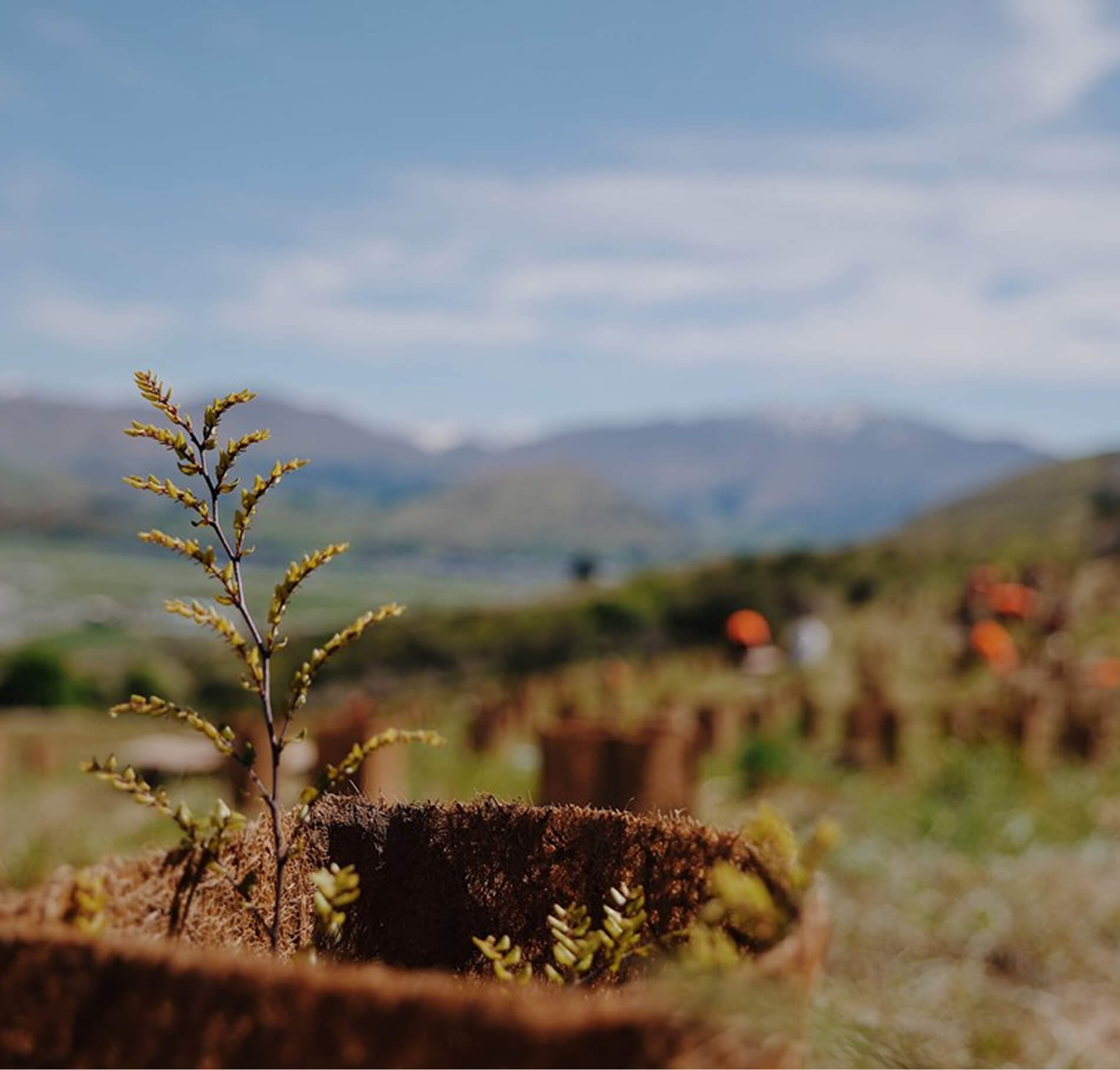 Young tree sapling growing in a biodegradable pot with mountains blurred in the background.